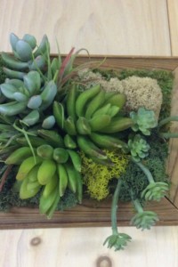 $38.  WK-Fa  Faux succulents in wooden hanging frame repurposed from Sudbury Historical Society