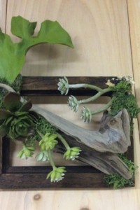 $38.  WK-Fb.  Faux succulents in open hanging wooden frame repurposed from Sudbury Historical Society